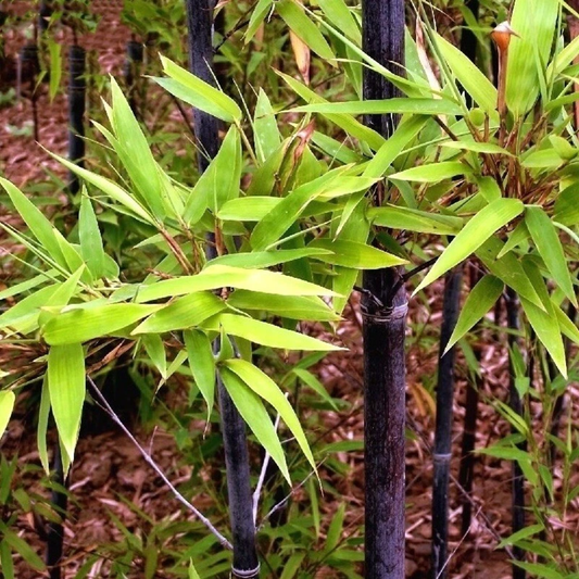 Black bamboo with green leaves in a natural setting - HarvestNest Seeds