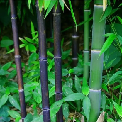 Close-up of green and purple bamboo stalks with leaves - HarvestNest Seeds