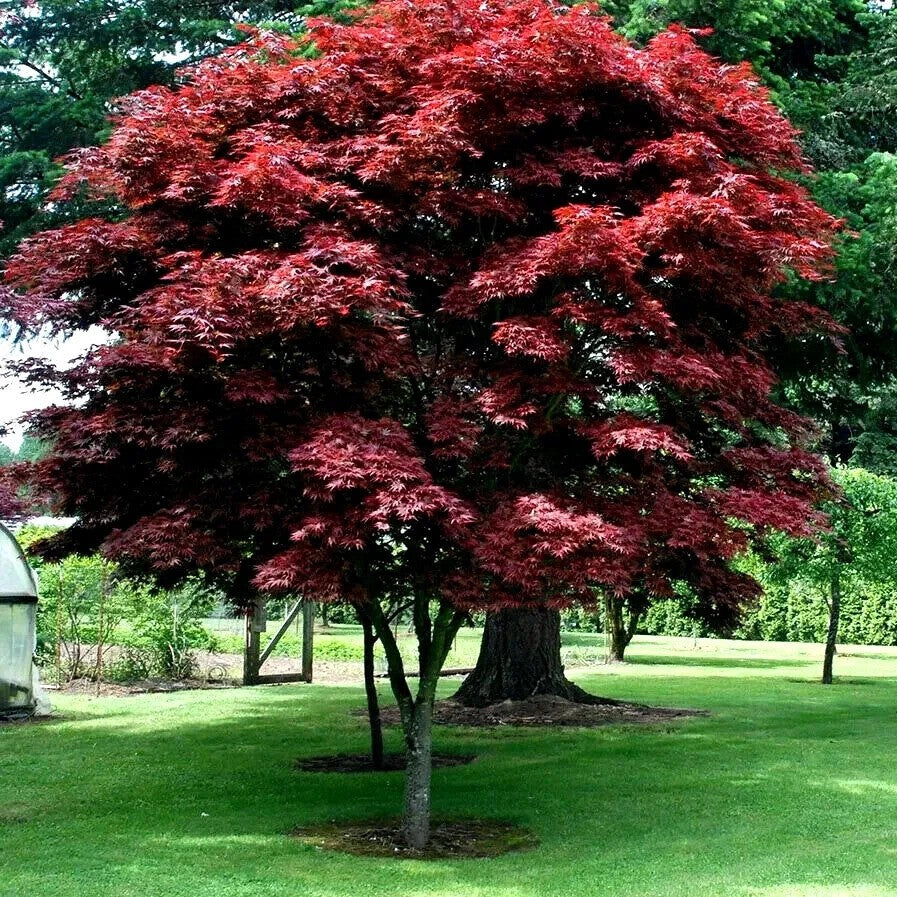 Red-leaved tree in a garden setting with green grass and other trees in the background - HarvestNest Seeds