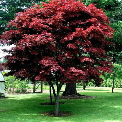 Red-leaved tree in a garden setting with green grass and other trees in the background - HarvestNest Seeds
