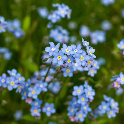 5000 Blue Forget-Me-Not Seeds (Myosotis alpestris)