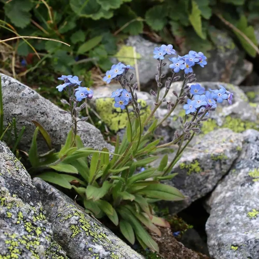 5000 Blue Forget-Me-Not Seeds (Myosotis alpestris)