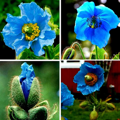500 Blue Himalayan Meconopsis Poppy Seeds