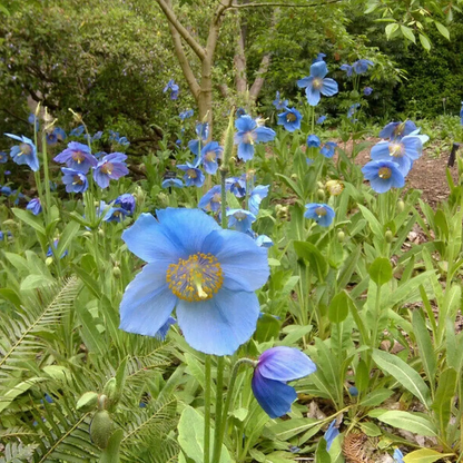 500 Blue Himalayan Meconopsis Poppy Seeds