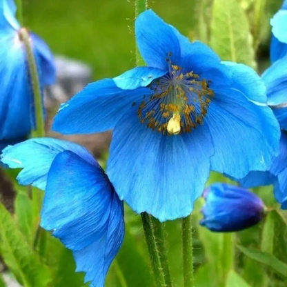 500 Blue Himalayan Meconopsis Poppy Seeds
