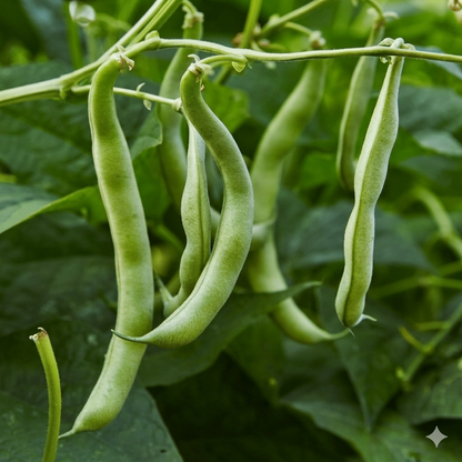 Blue Lake Stringless Pole Beans growing on healthy climbing vines in a lush backyard garden. HarvestNest Seeds