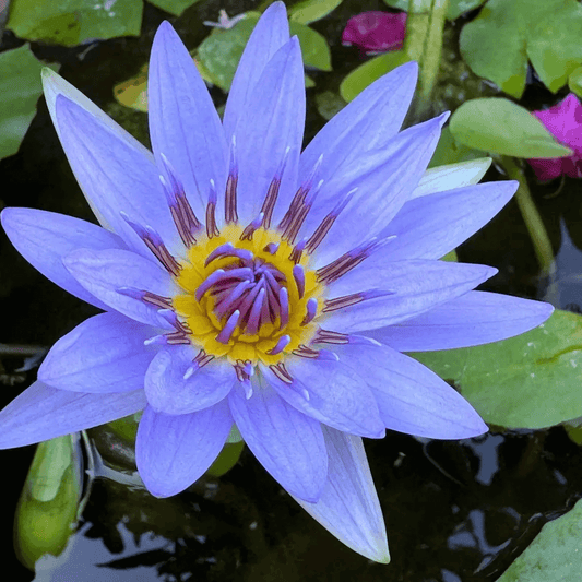 10 Blue Lotus Seeds – Nymphaea caerulea | Sacred Blue Water Lily