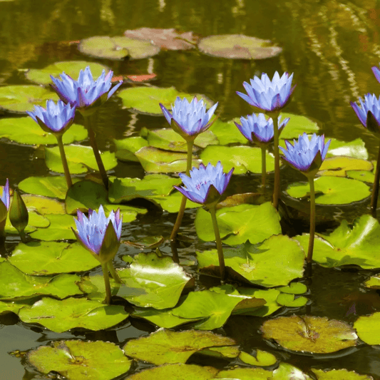 10 Blue Lotus Seeds – Nymphaea caerulea | Sacred Blue Water Lily