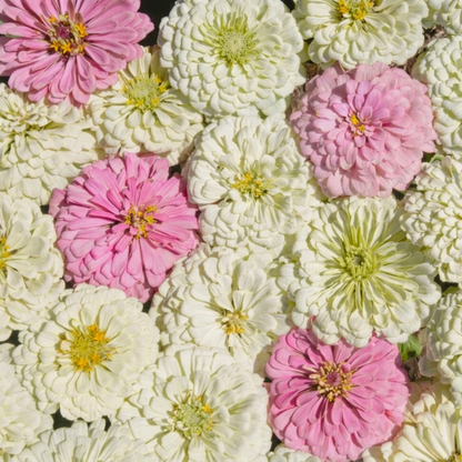 100 Blushing Bride Zinnia Mix Seeds