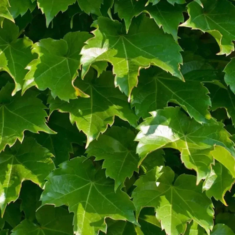 50 Boston Ivy Seeds – Parthenocissus Tricuspidata
