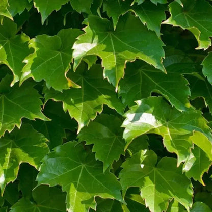 50 Boston Ivy Seeds – Parthenocissus Tricuspidata