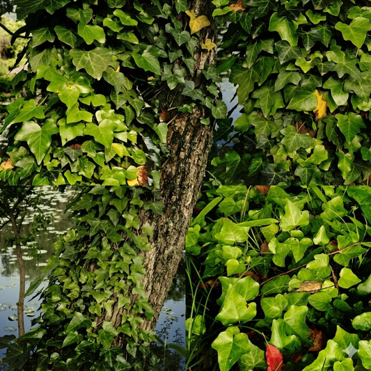 Lush Boston Ivy vine in a hanging planter, perfect for indoor décor, fences, and vertical garden coverage. HarvestNest Seeds