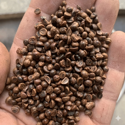 50 Boston Ivy Seeds – Parthenocissus Tricuspidata