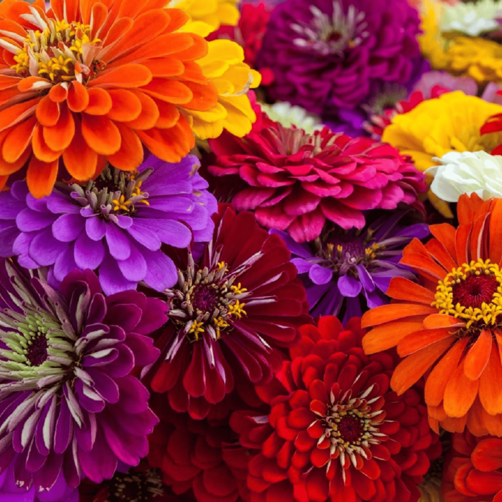 Close-up of colorful flowers including oranges, reds, purples, and yellows. HarvestNest Seeds