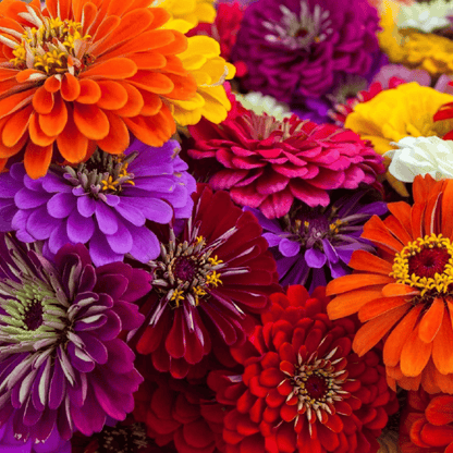 Close-up of colorful flowers including oranges, reds, purples, and yellows. HarvestNest Seeds