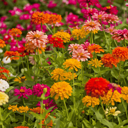 200 California Giants Mix Zinnia Seeds
