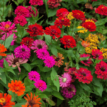 200 California Giants Mix Zinnia Seeds