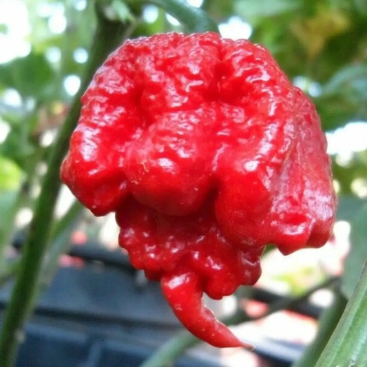 Close-up of a red, warty pepper on a plant with a blurred background -HarvestNest Seeds