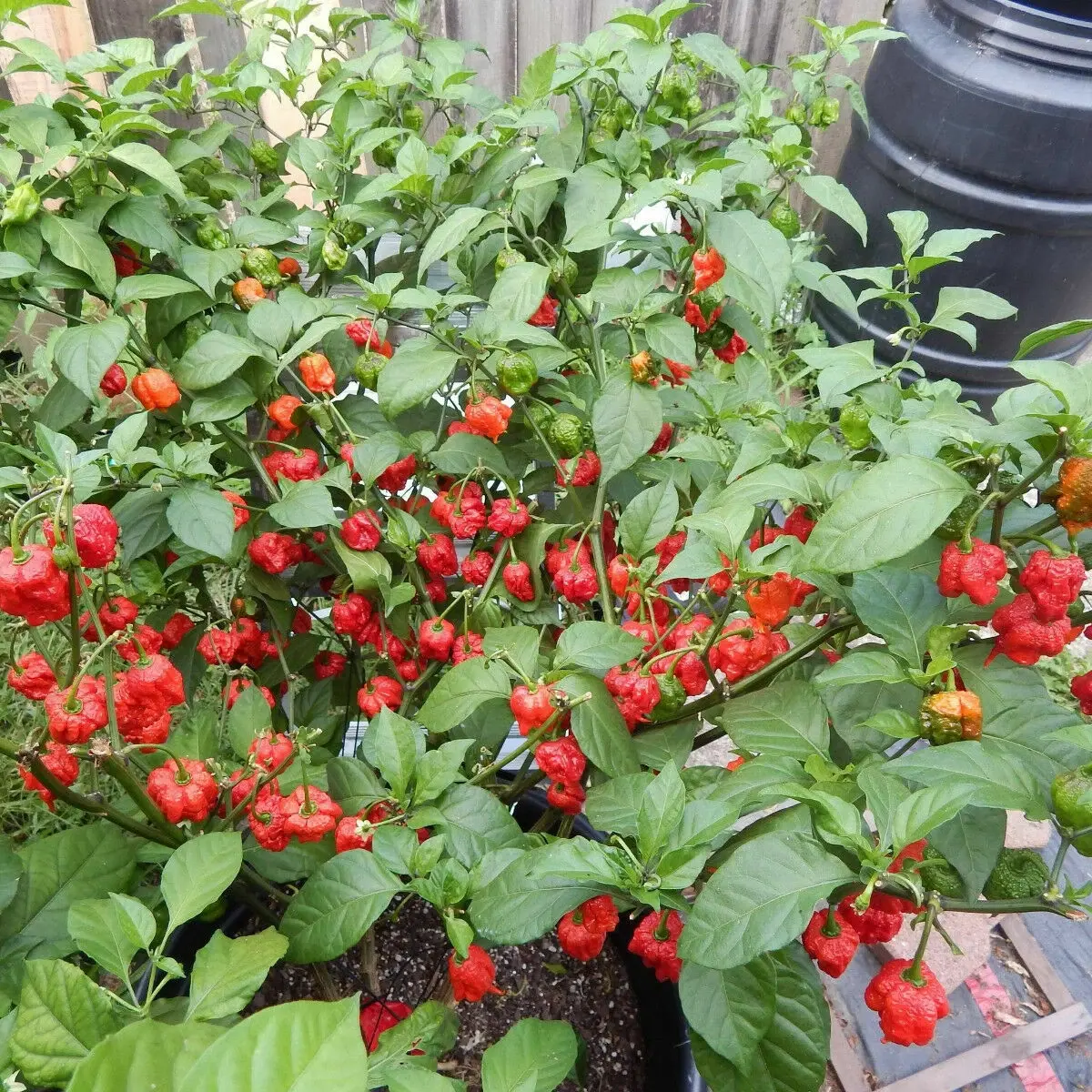 Red peppers growing on a plant with green leaves - HarvestNest Seeds