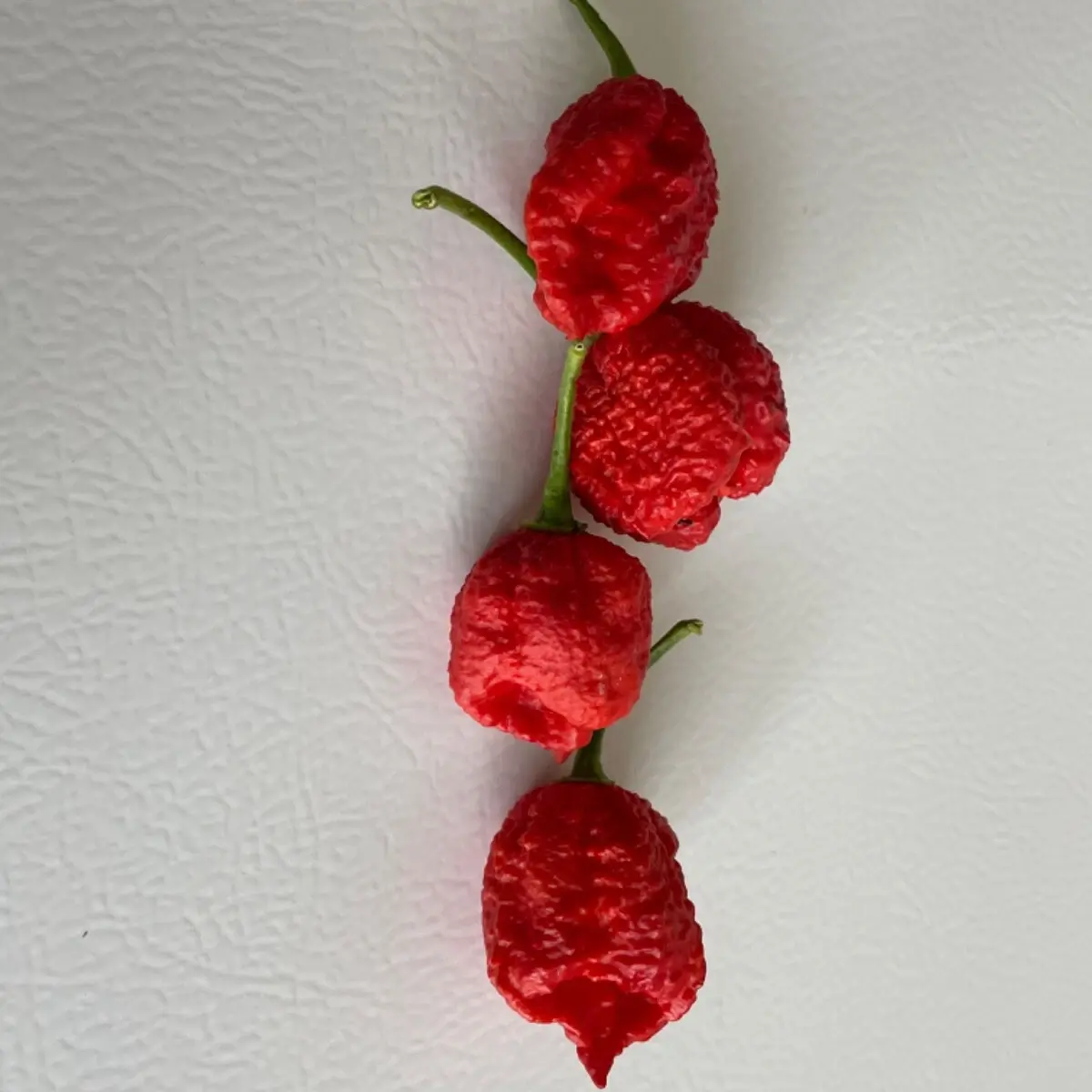 100 Carolina Reaper Chili Pepper Seeds – World’s Hottest Pepper