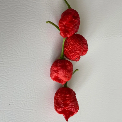 100 Carolina Reaper Chili Pepper Seeds – World’s Hottest Pepper