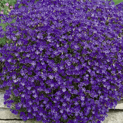 1000 Cascading Blue Rock Cress Seeds - Aubrieta Seeds Hybrida Ground