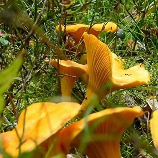 Chanterelle Mushroom Spores Sawdust Grow Kit – Makes 5 Gallons