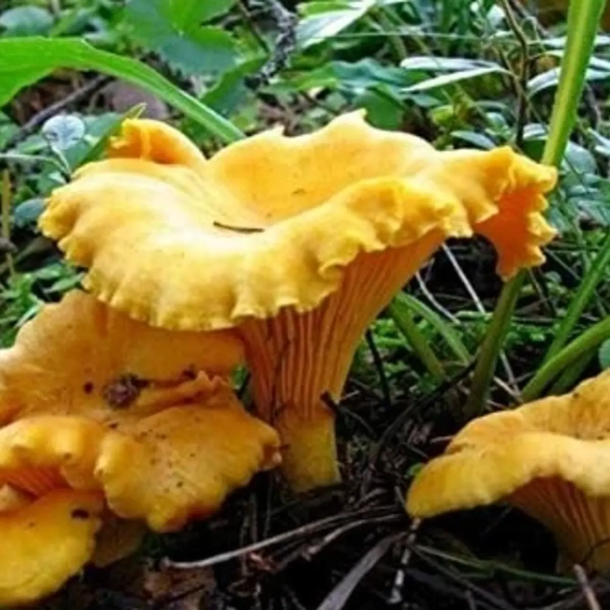Chanterelle Mushroom Spores Sawdust Grow Kit – Makes 5 Gallons