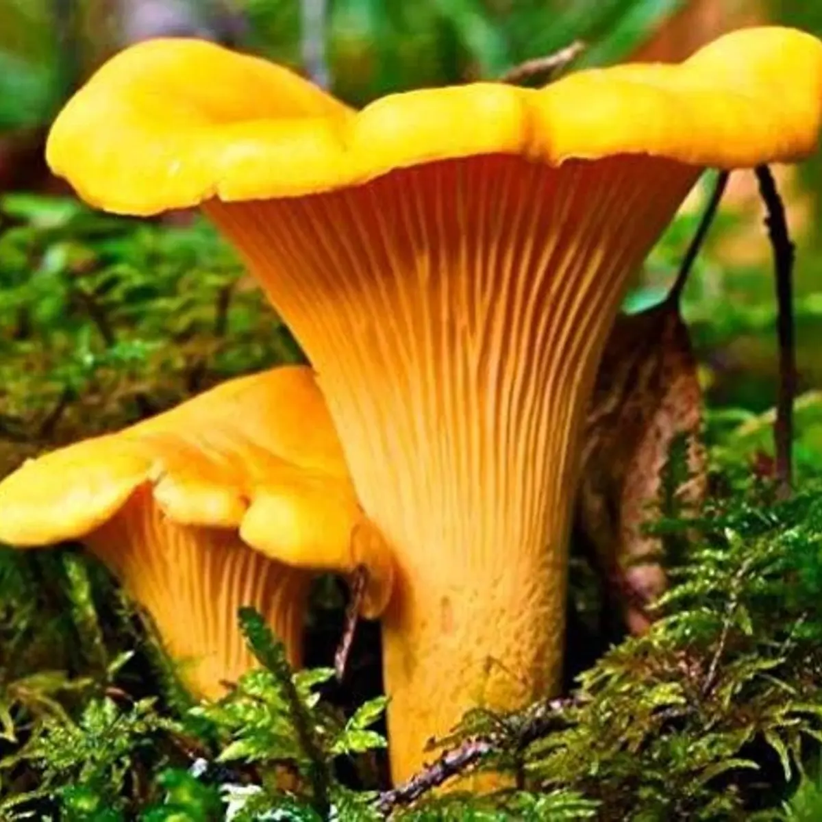 Chanterelle Mushroom Spores Sawdust Grow Kit – Makes 5 Gallons