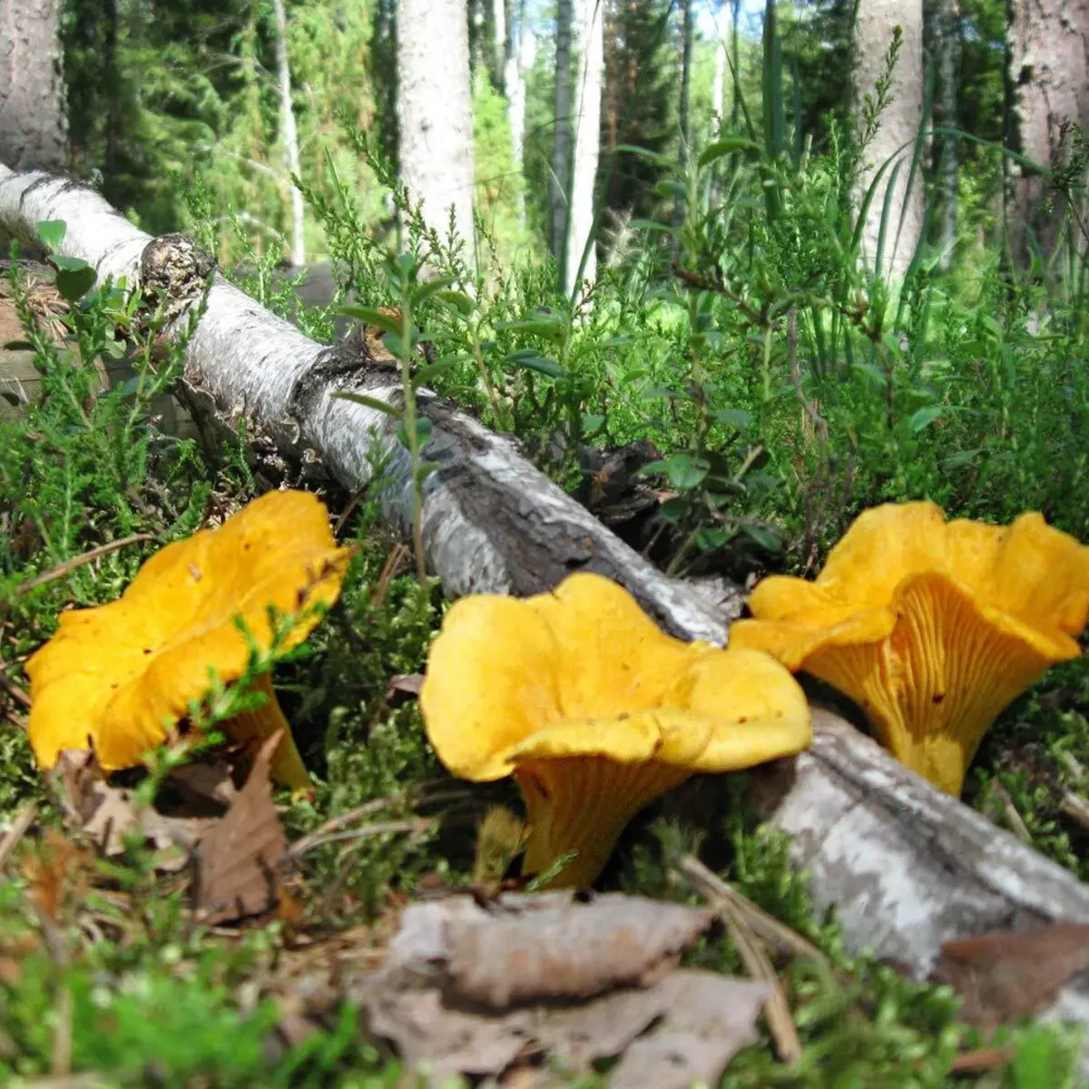 Chanterelle Mushroom Spores Sawdust Grow Kit – Makes 5 Gallons