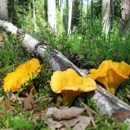 Chanterelle Mushroom Spores Sawdust Grow Kit – Makes 5 Gallons