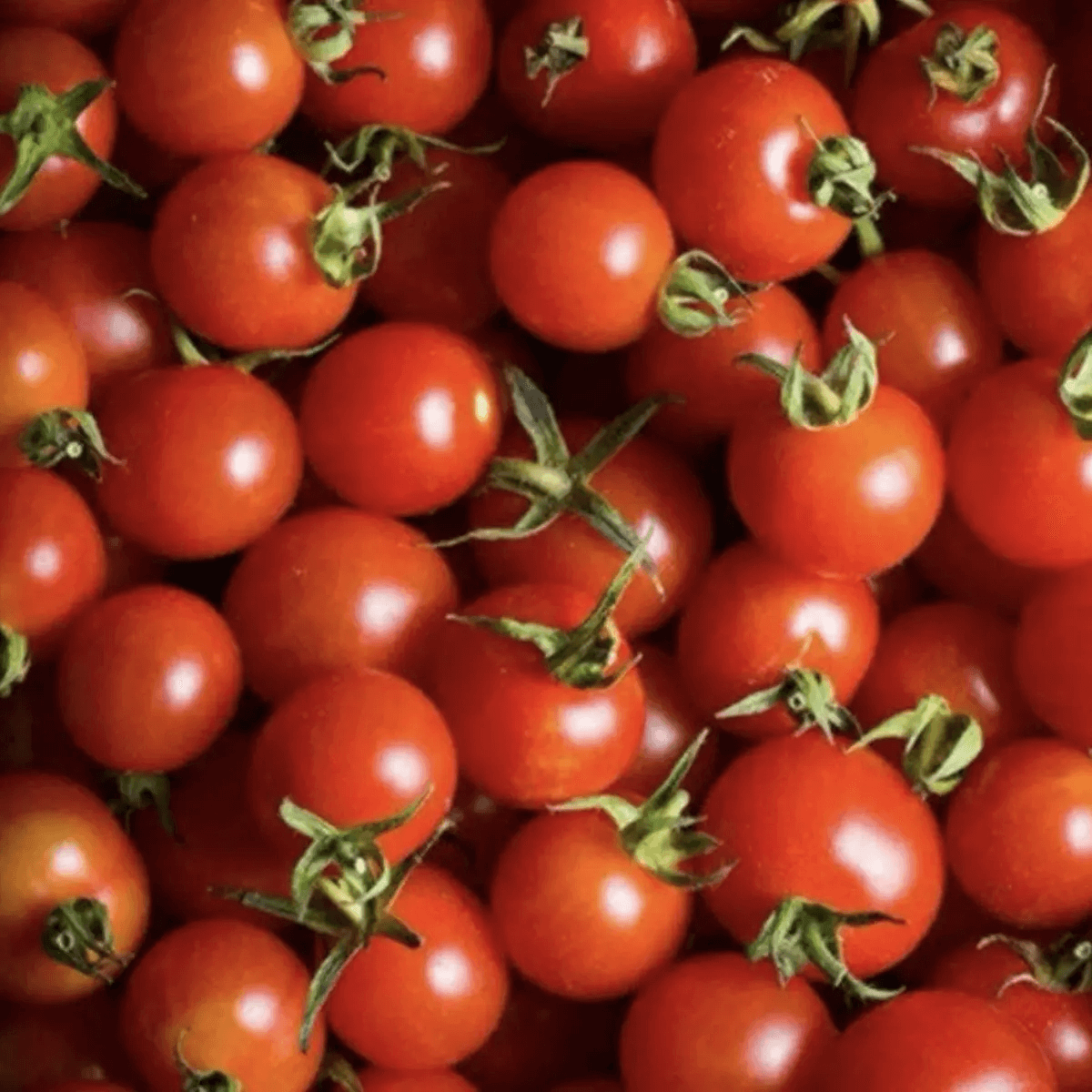 Close-up of a pile of red cherry tomatoes with green stems - HarvestNest Seeds
