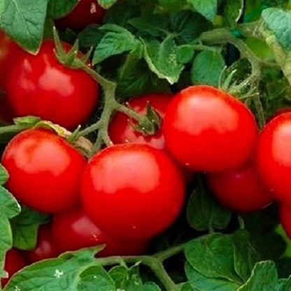 Red tomatoes on a vine with green leaves - HarvestNest Seeds