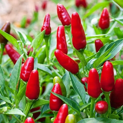 Chili Pepper Seeds Collection – 12 Heirloom Varieties | Non-GMO