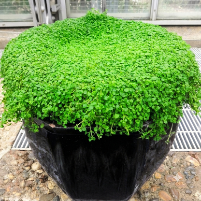 Fresh Corsican Mint Seeds in a black pot, vibrant green leaves, perfect for herb gardens and indoor planting – fast-growing aromatic herb for culinary use. HarvestNest Seeds