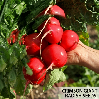 100 Crimson Giant Radish Seeds