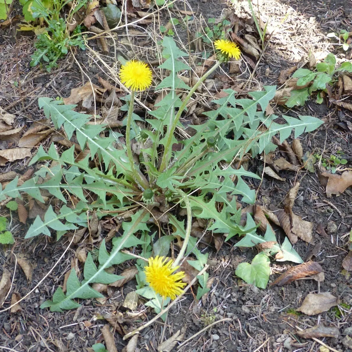 Dandelion plant with yellow flowers and green leaves on a ground covered with dry leaves and soil. HarvestNest Seeds
