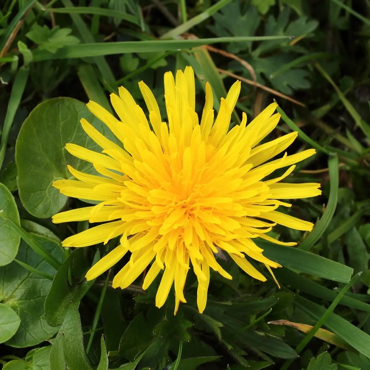 Yellow dandelion flower in a grassy field - HarvestNest Seeds