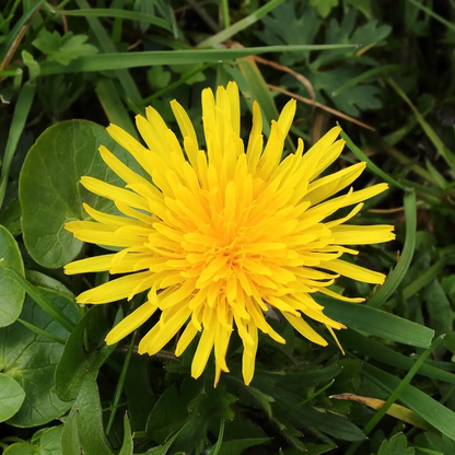 Yellow dandelion flower in a grassy field - HarvestNest Seeds