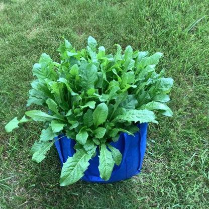 Blue bucket filled with green leafy plants on grass - HarvestNest Seeds