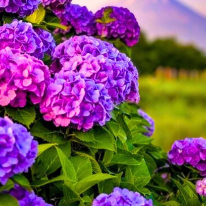 Close-up of vibrant purple and pink hydrangea flowers with a blurred green background