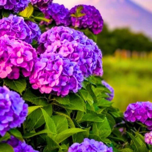 Close-up of vibrant purple and pink hydrangea flowers with a blurred green background