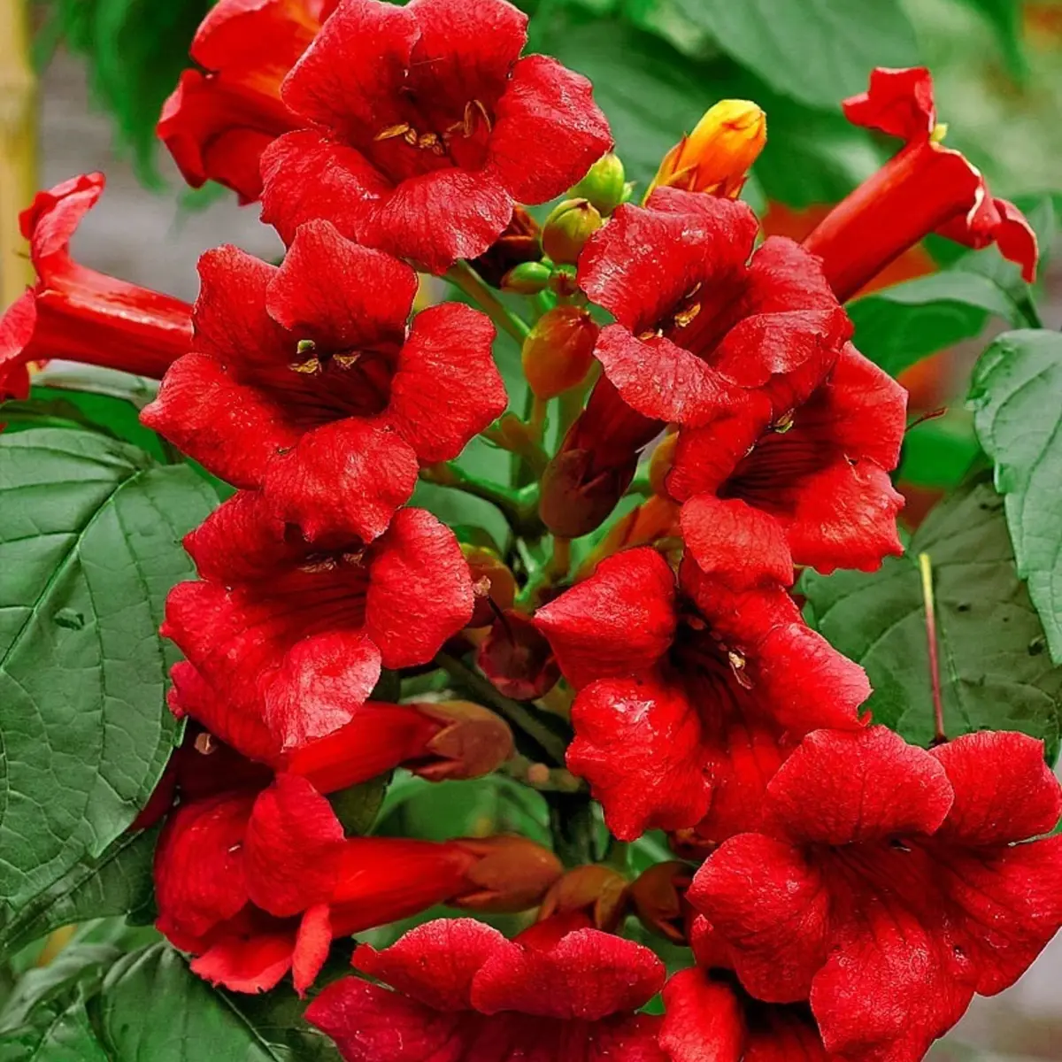 Close-up of vibrant red flowers with green leaves in the background - HarvestNest Seeds