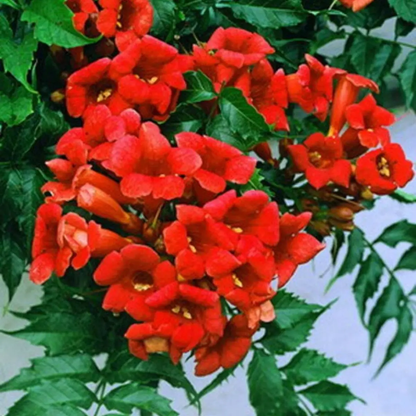Cluster of red trumpet flowers with green leaves - HarvestNest Seeds