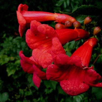 Close-up of bright red trumpet-shaped flowers with green leaves in the background - HarvestNest Seeds