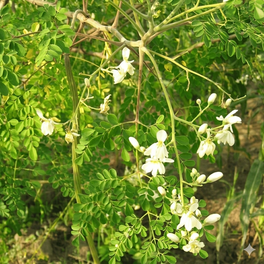 30 Moringa Seeds – Drumstick Miracle Tree