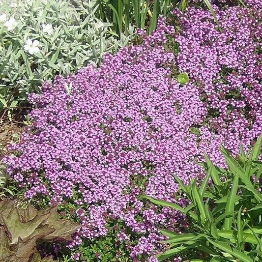 Low-growing dwarf creeping thyme ground cover with purple blooms in garden landscape - HarvestNest Seeds