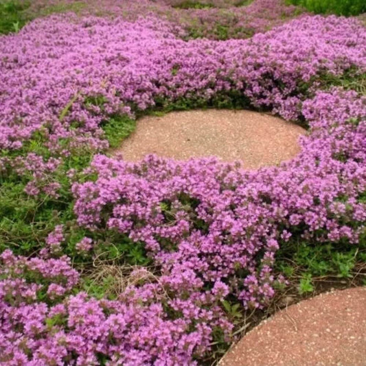 Dwarf creeping thyme ground cover growing between stepping stones with purple flowers - HarvestNest Seeds