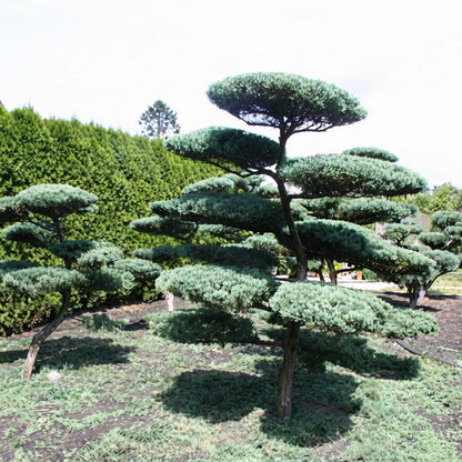 Eastern Red Cedar tree with dense evergreen foliage and sculptural branching. HarvestNest Seeds