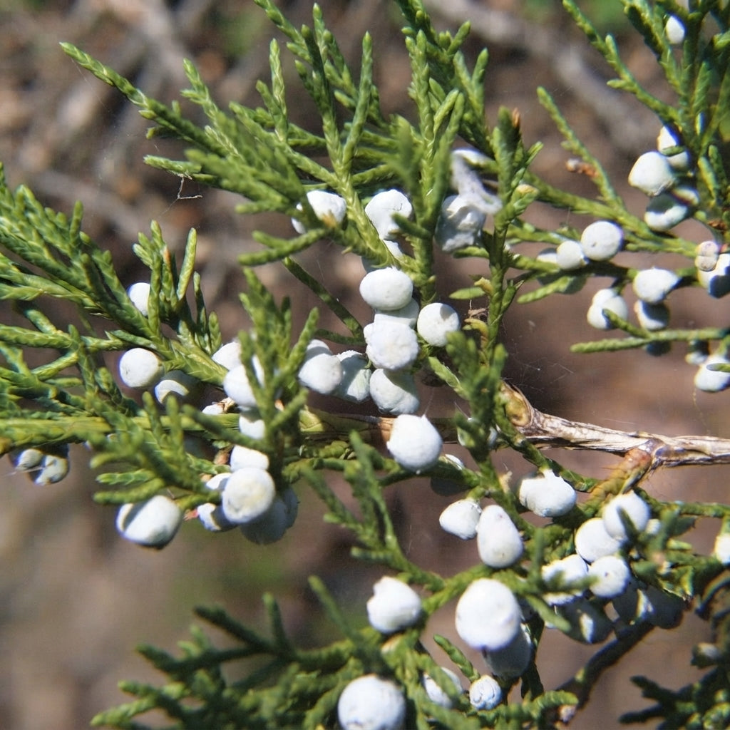 Eastern Red Cedar (Juniperus virginiana) branches with blue-white berries and evergreen foliage. HarvestNest Seeds